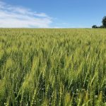 Field of green wheat.