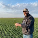 man holding winter wheat plants in a green field crop