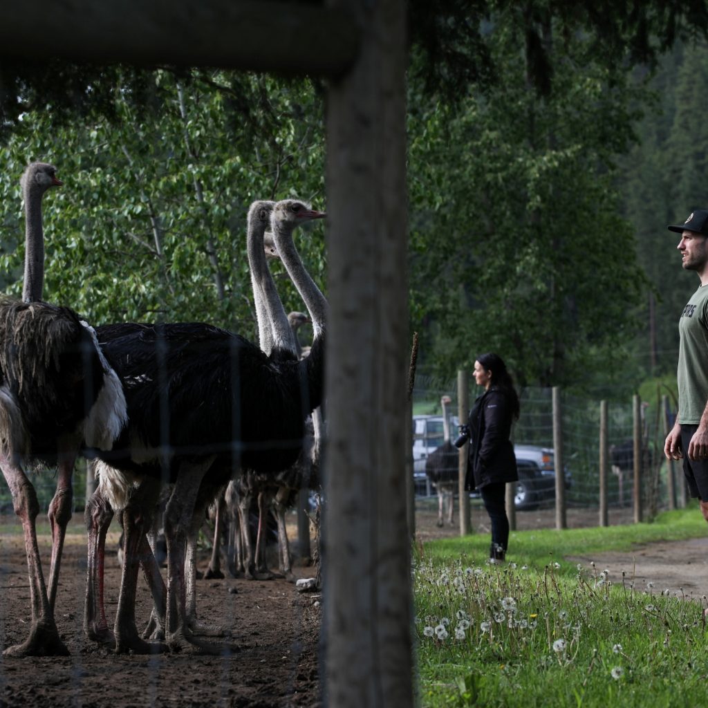 Supporters of Universal Ostrich Farms stand near ostriches at the farm's property in Edgewood, B.C., on Saturday, May 17, 2025.