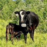 cow with a virtual fencing collar and a calf beside her