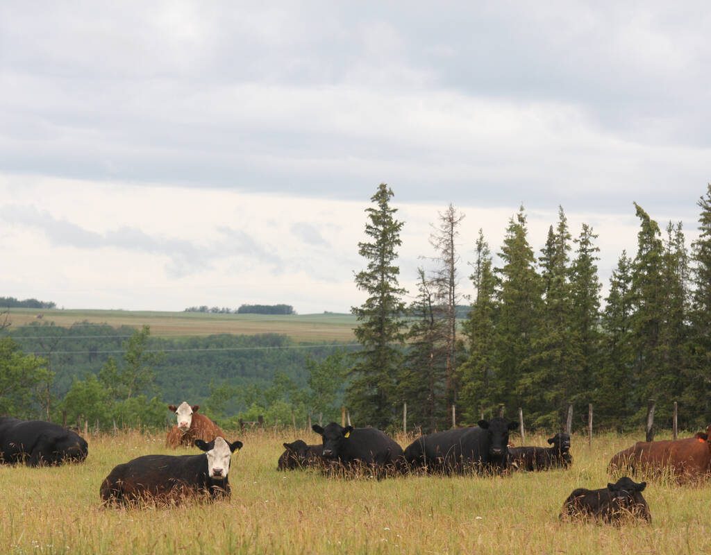 A group of cattle rest by a coulee early in the morning following a big rain near Fairview, Alta.