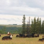 A group of cattle rest by a coulee early in the morning following a big rain near Fairview, Alta.