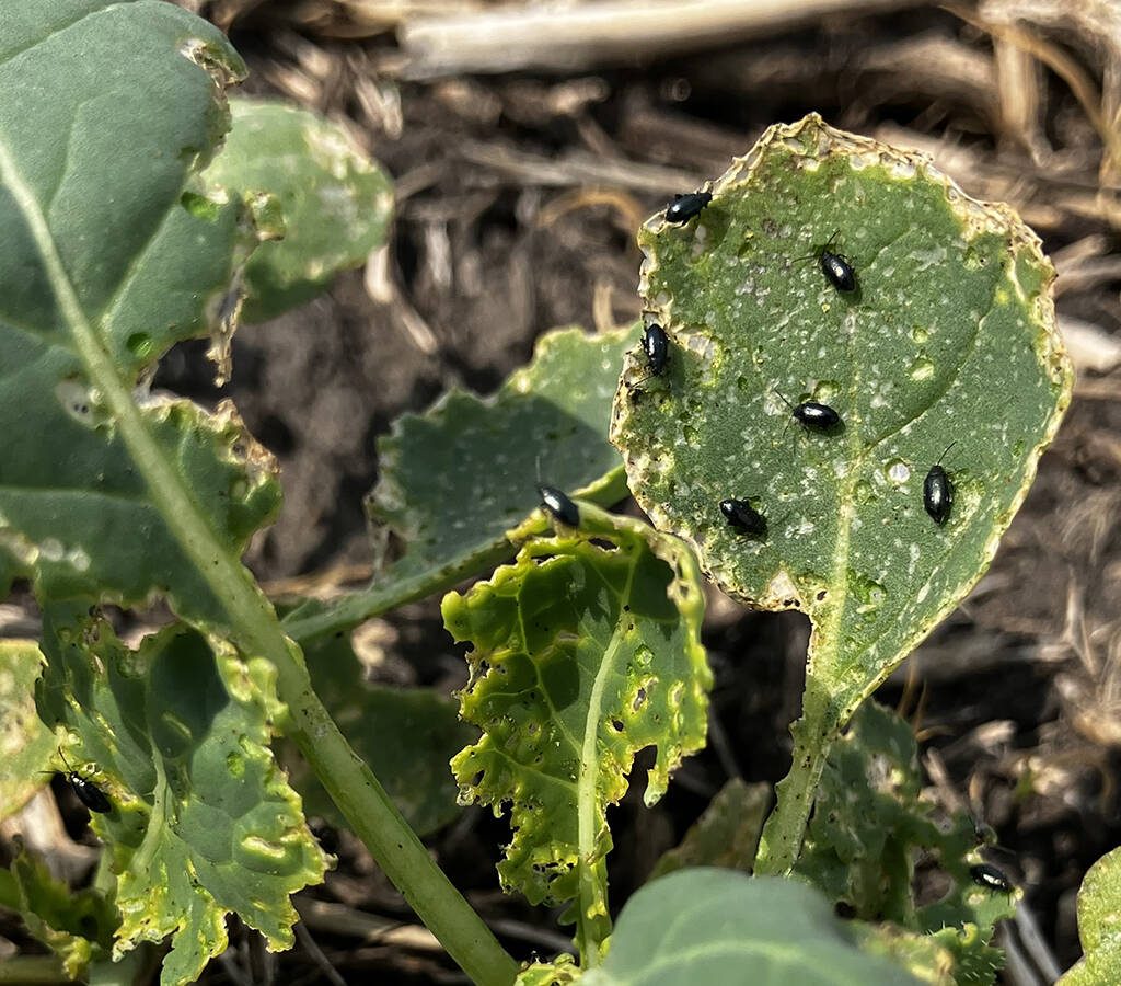 Crucifer flea beetles on the leaves of a canola plant.