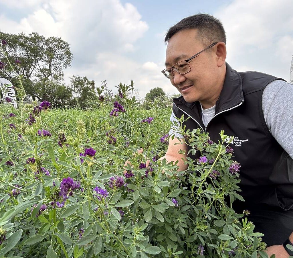 Bill Biligetu, forage crop breeder at the University of Saskatchewan, studies the purple flowers found in the alfalfa plots at Ag in Motion, a farm show held July 15-17 near Langham, Sask. Biligetu is hoping to design an alfalfa variety with more tolerance to drought | Robert Arnason photo