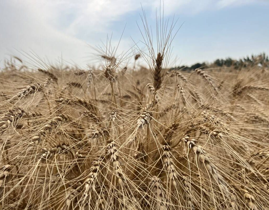 Ripe wheat near Selkirk, Manitoba in late August, 2024. | Greg Berg photo