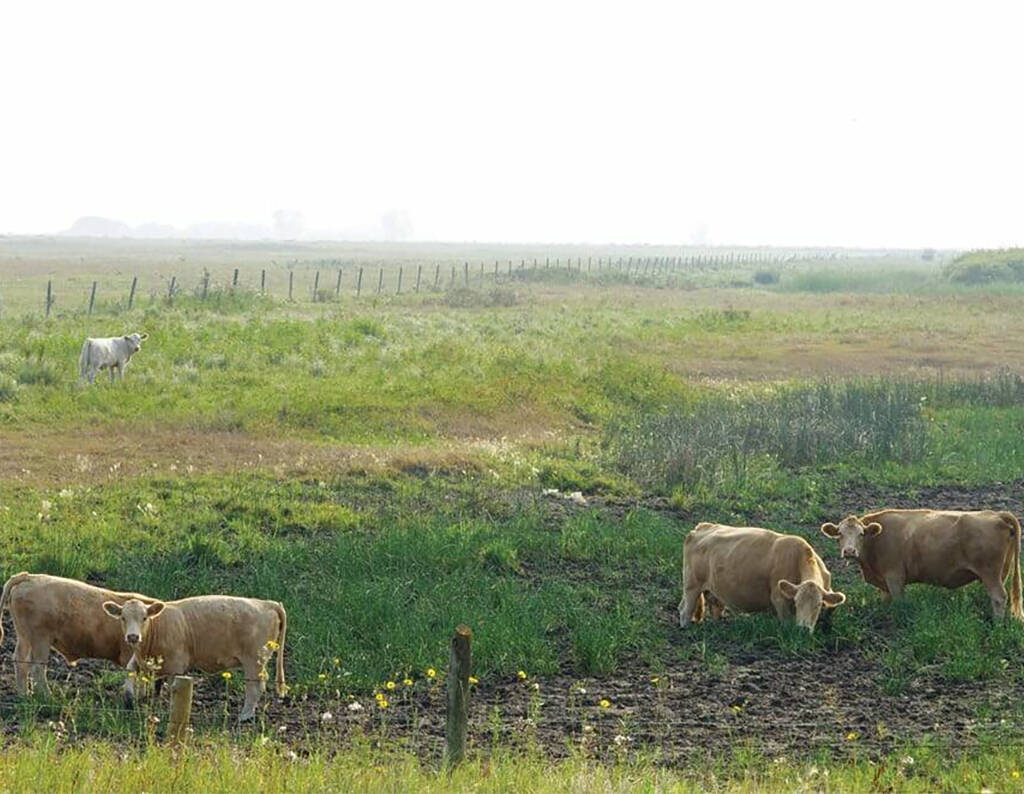 Cattle graze in a dry pasture.