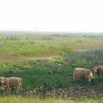 Cattle graze in a dry pasture.