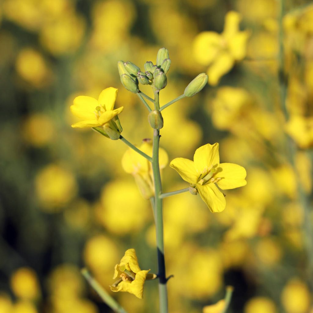 Canola in bloom. Photo: Robin Booker