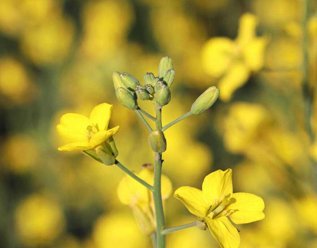 Close-up on canola in bloom.