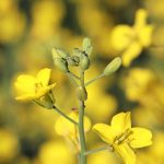 Close-up on canola in bloom.