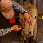 Animal health worker Eduardo Lugo treats the wounds of a cow as Chihuahua ranchers intensify surveillance for the screwworm after the U.S. suspended cattle imports following the detection of the parasite in southern Mexico, at the Chihuahua Regional Livestock Union, in Nuevo Palomas, Mexico May 16, 2025.
