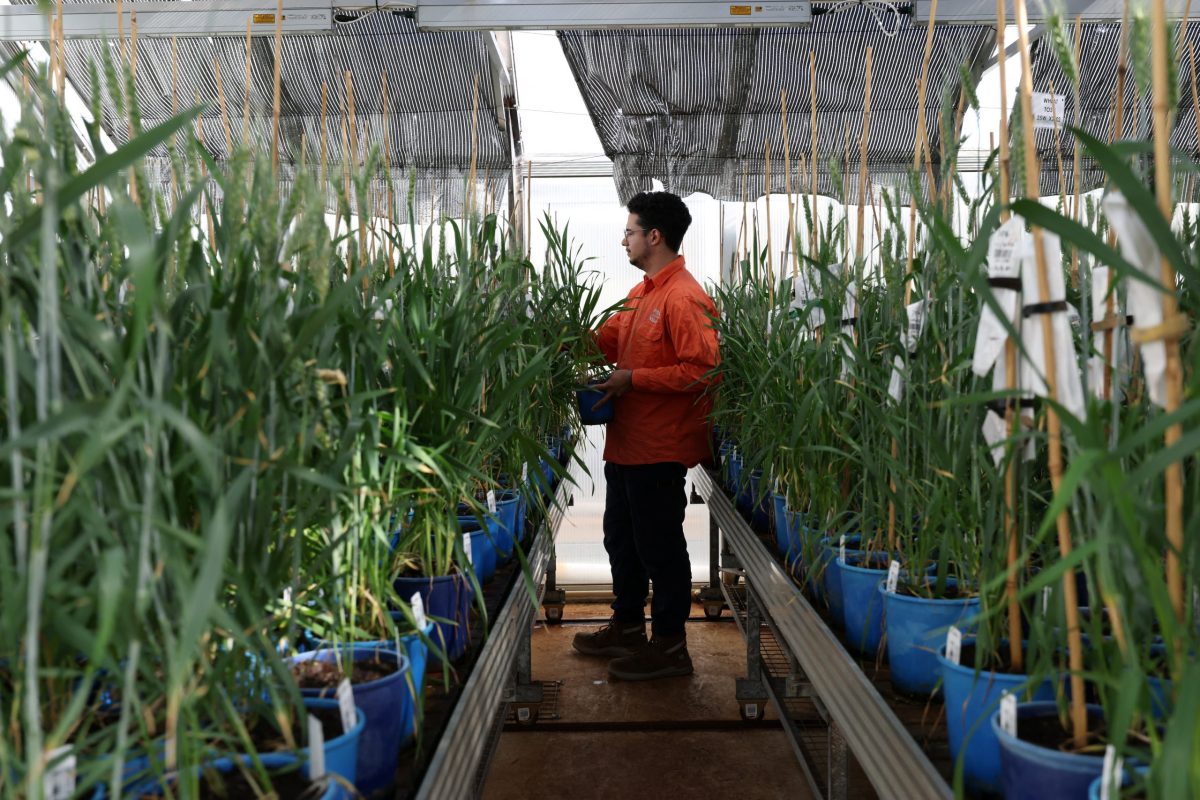 A worker selects a plant for wheat-crossing at InterGrain in Perth, Australia,