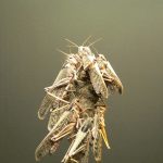 Locusts gathered on the end of a plant stem.