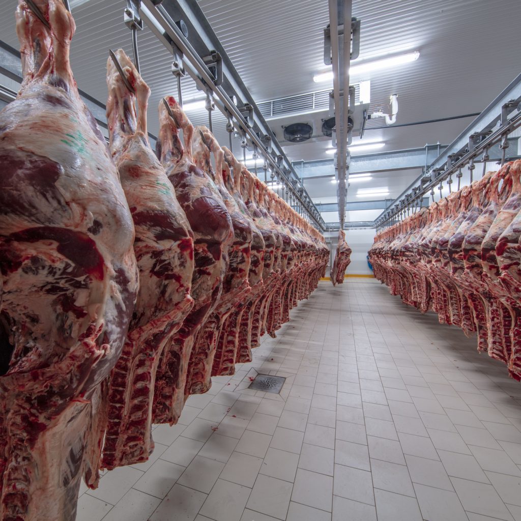 Hind quarters of beef hanging in a cooler.