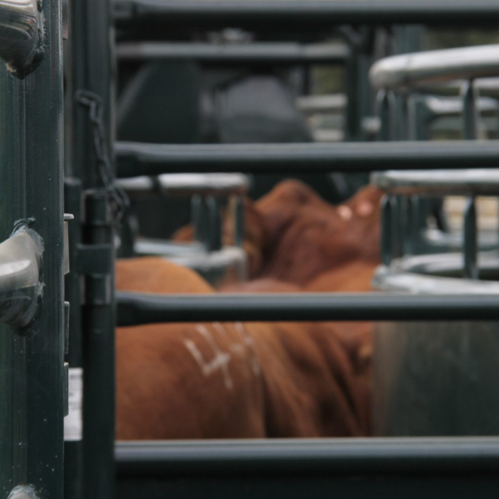 View of cattle's backs through the bars of a gate.
