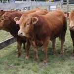 Four brown beef cattle in a pen.