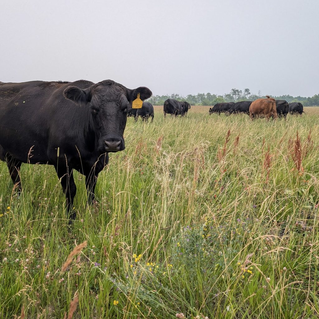 Black angus cow in in a pasture with herd in the background.