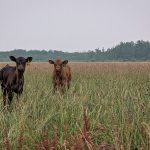 Two calves standing in a pasture with a hazy sky.