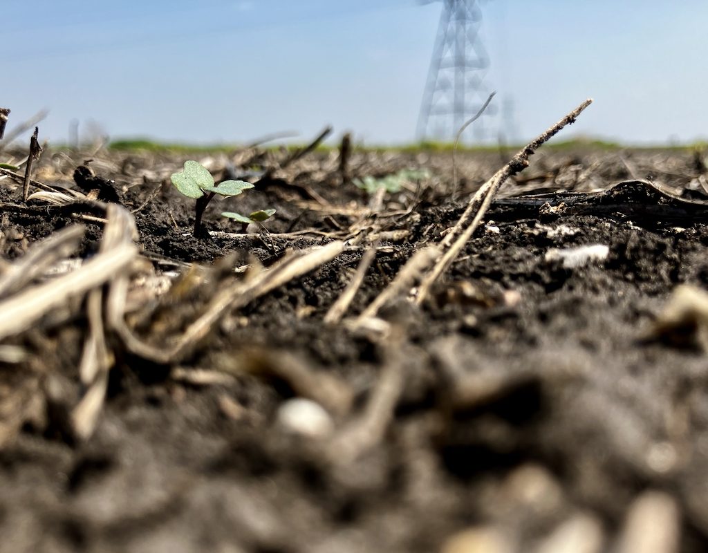 canola seedlings in a farm field