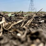 canola seedlings in a farm field