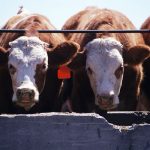 two cows feeding at a trough in a feedlot