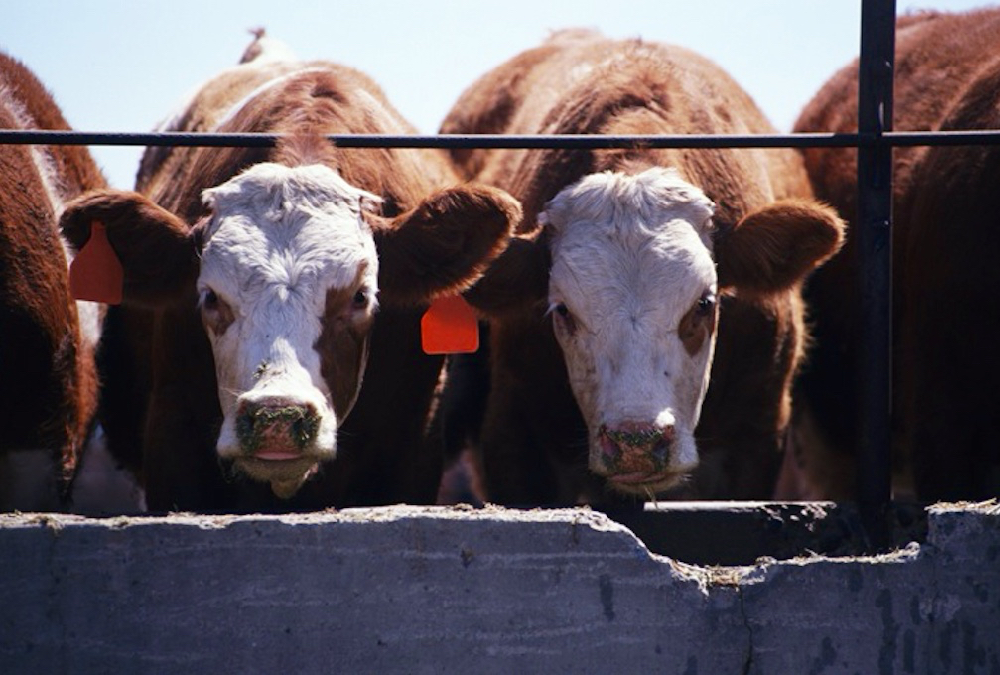 two cows feeding at a trough in a feedlot