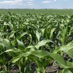 a corn field in Manitoba in June