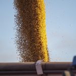 Soybeans pour into a truck or trailer.