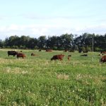 cattle grazing in a pasture