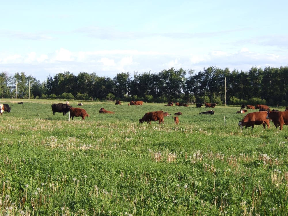 cattle grazing in a pasture