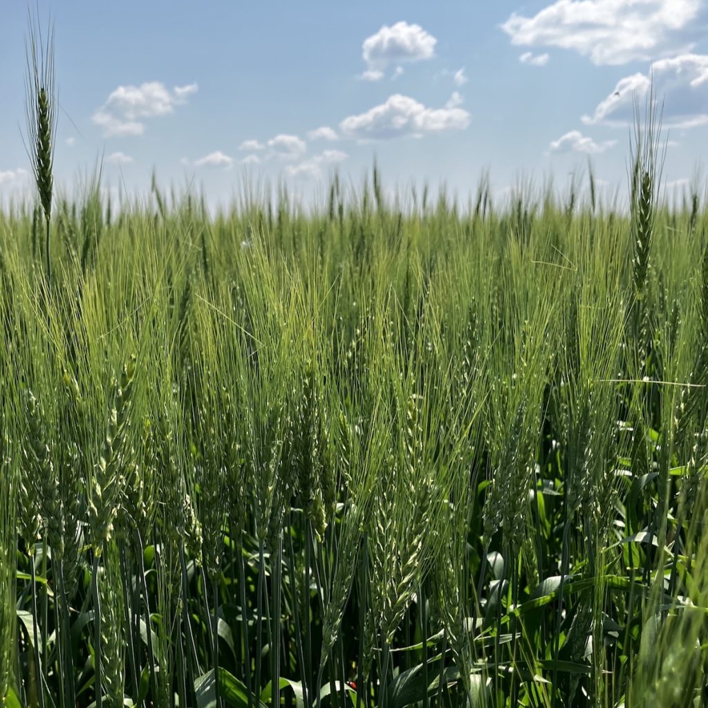 a field of green wheat in Saskatchewan in July 2025