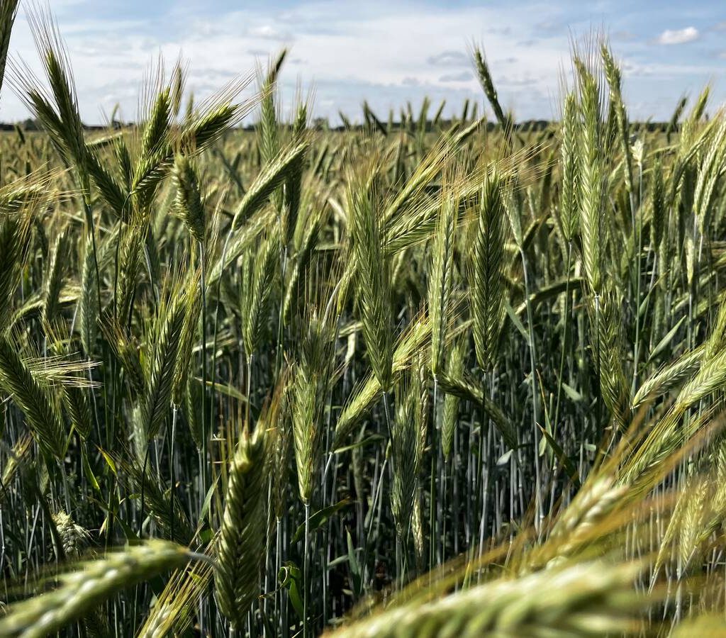 Fall rye ripens in June 2025 near Selkirk. Photo: Greg Berg