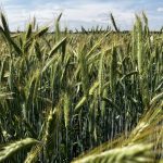 Fall rye ripens in June 2025 near Selkirk. Photo: Greg Berg