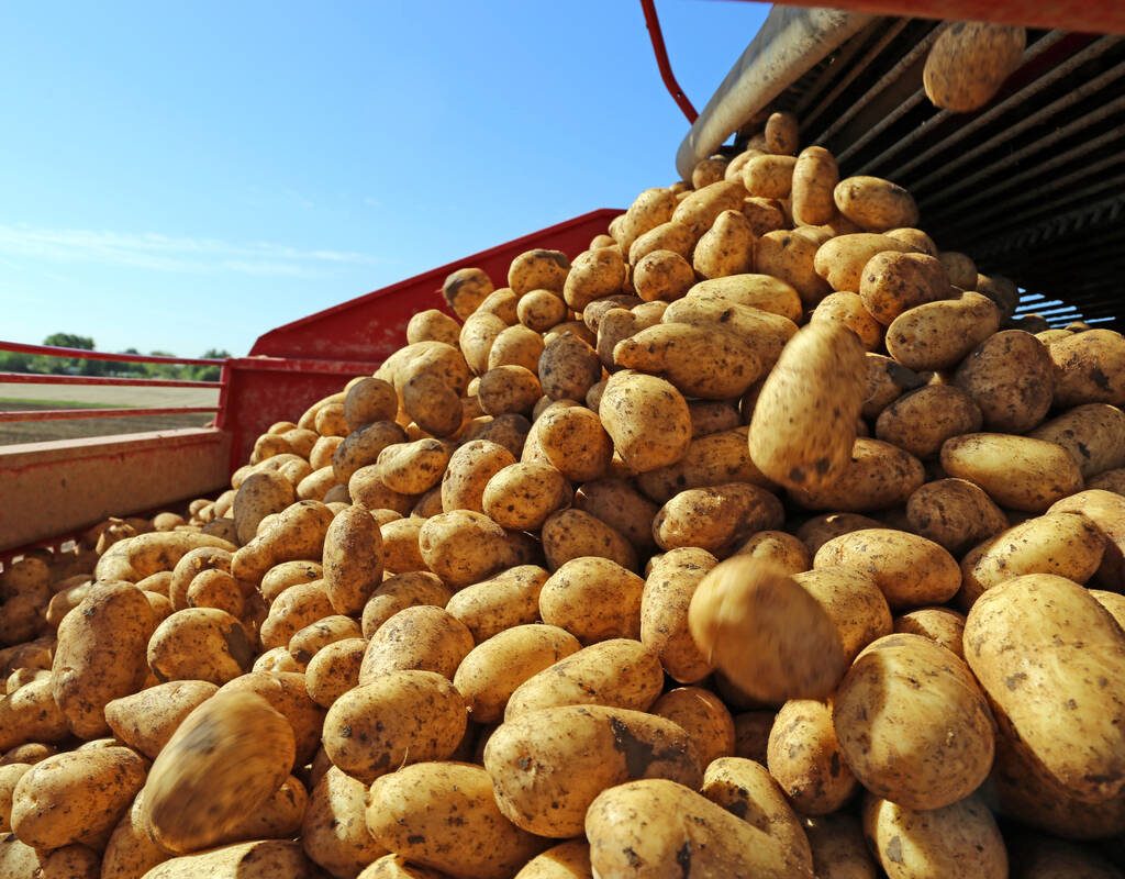 Agricultural potato harvest. Photo: U.J. Alexander/Getty Images Plus