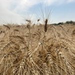 Ripe wheat near Selkirk, Manitoba in late August, 2024.