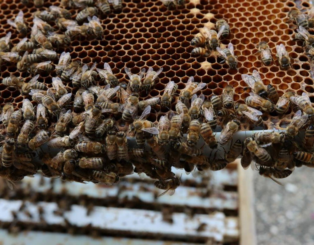 Honey bees in a hive.