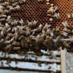 Honey bees in a hive.