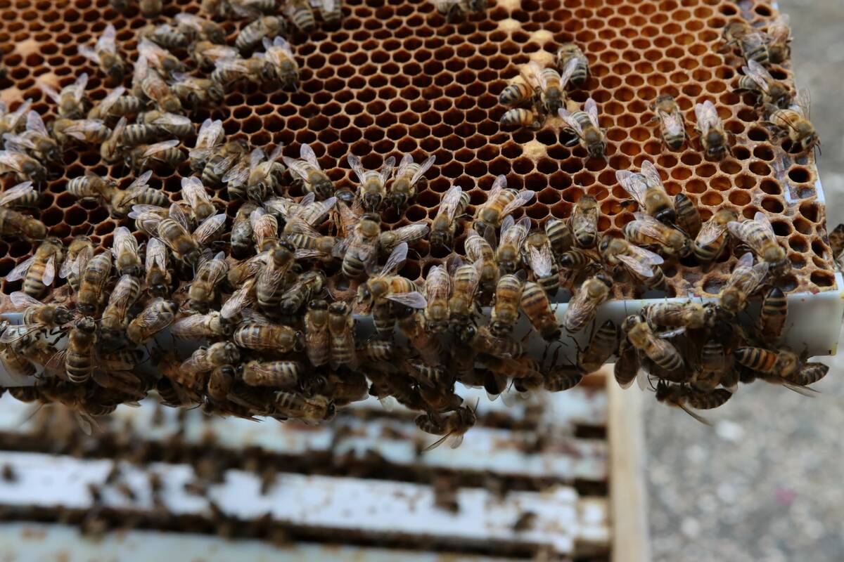 Image for CFIA rejects beekeeper proposals on U.S. packaged bees