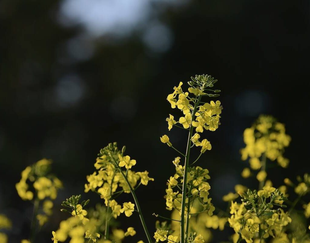 Canola Fields in Dufferin County, May 24, 2022