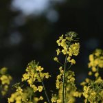 Canola Fields in Dufferin County, May 24, 2022