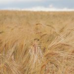 barley field in Sundre, Alberta. File Photo