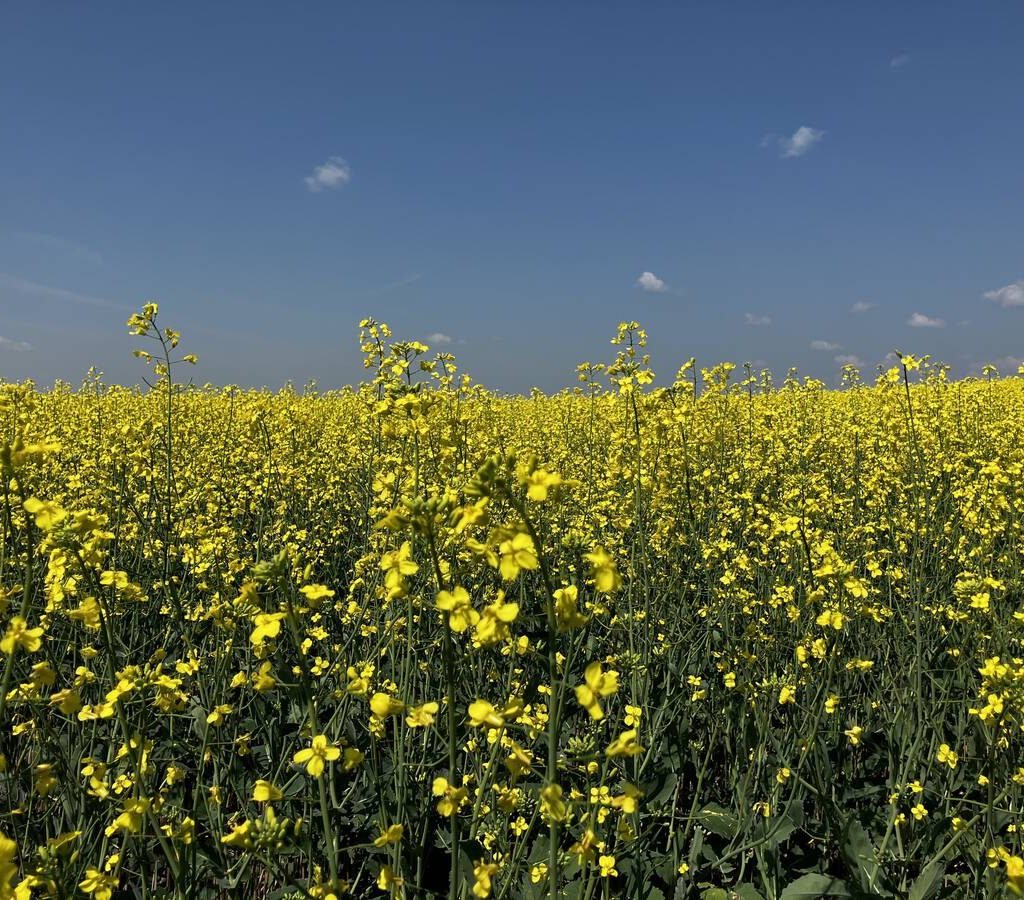 Canola flowers in southern Saskatchewan in July 2025. Photo: Greg Berg