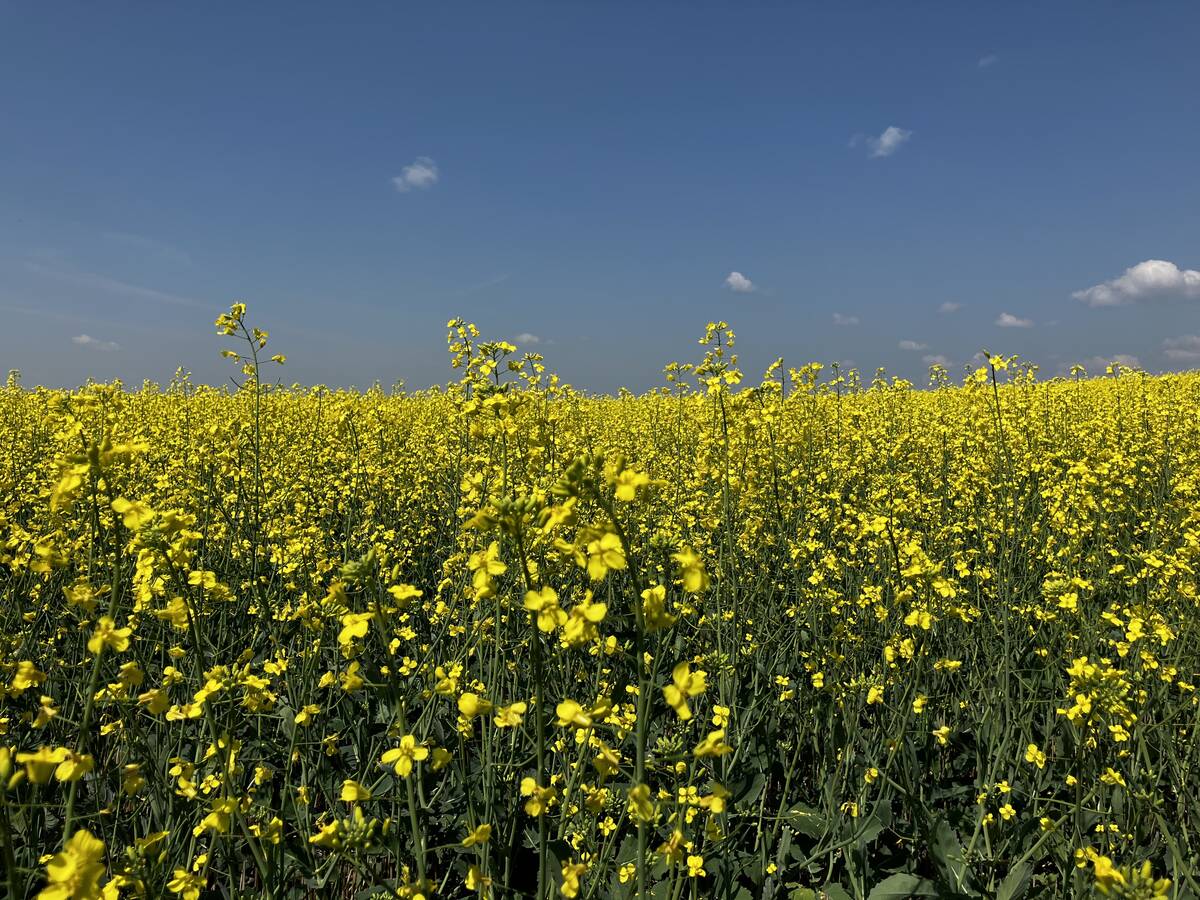 Canadian canola seed now joins the canola products with active tariffs on them from China. Photo: Greg Berg