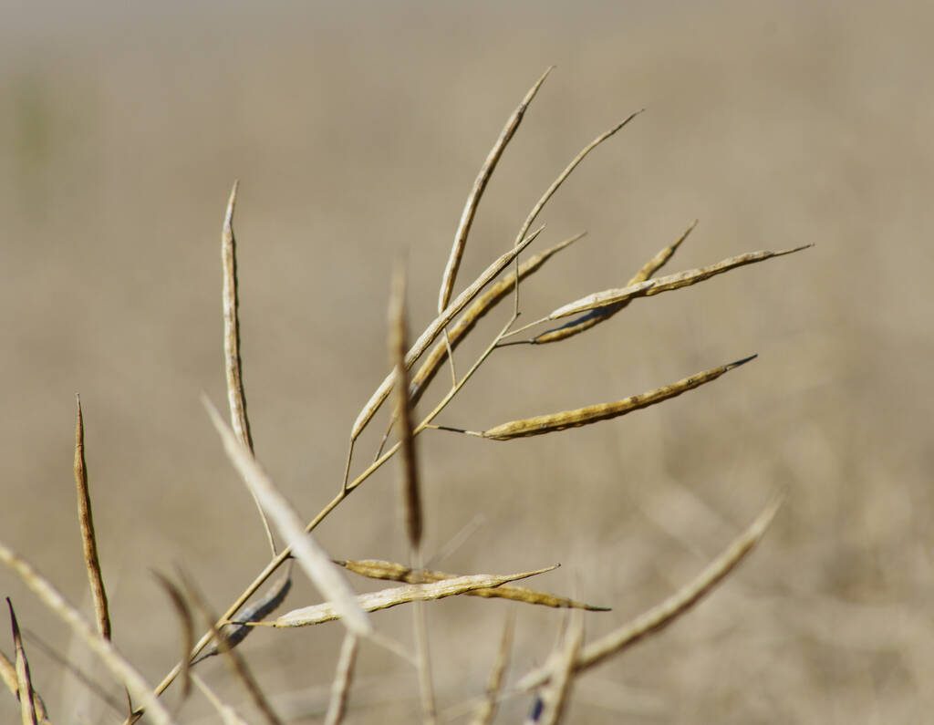 Mature standing canola is ready for harvest in west-central Manitoba in late September. PHOTO: ALEXIS STOCKFORD