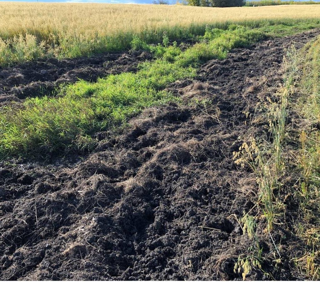 Wild pigs can cause significant damage to fields and pastures as they root for food. PHOTO: SQUEAL ON PIGS