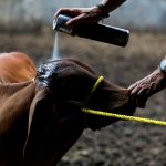 A Mexican farmer sprays disinfectant on the head of a brown beef cow.