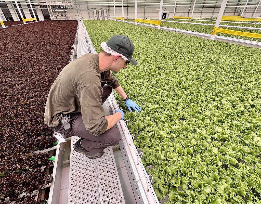 man kneeling beside lettuce growing in a warehouse