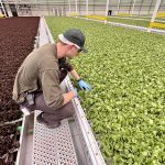 man kneeling beside lettuce growing in a warehouse