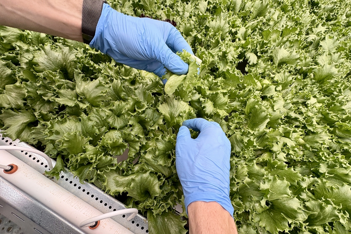 man handling lettuce in a greenhouse