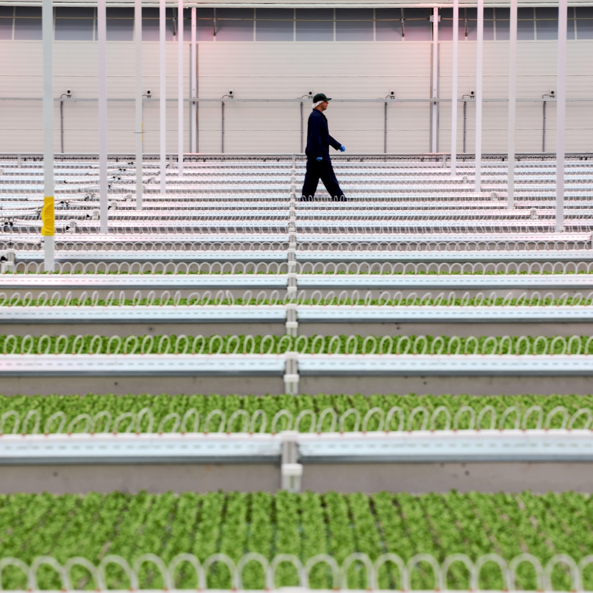 man walking in a greenhouse with lettuce growing in the foreground